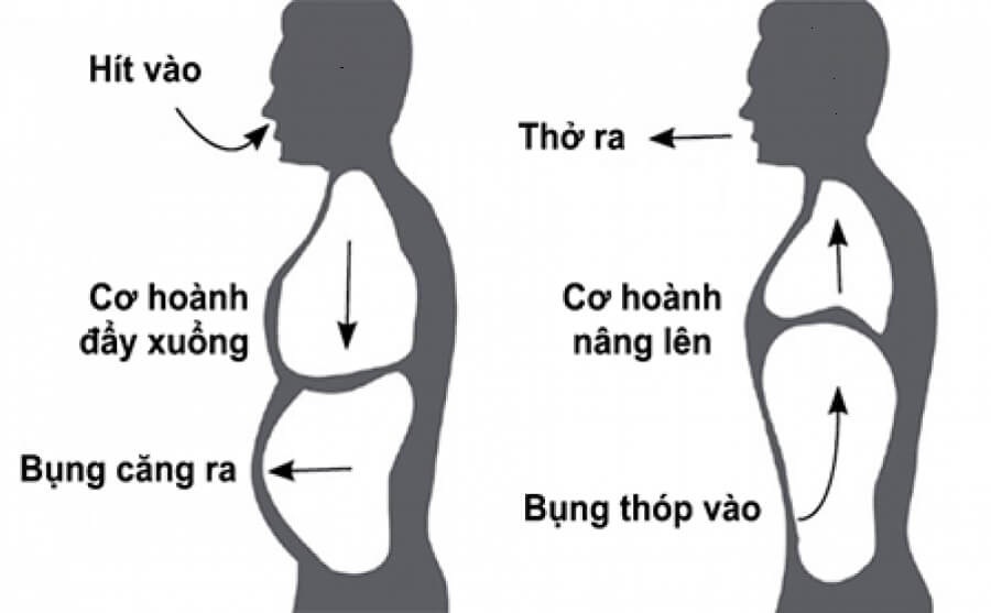 Khi thở vào, cơ hoành có chức năng gì?
